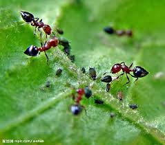 螞蟻、螞蟻防治